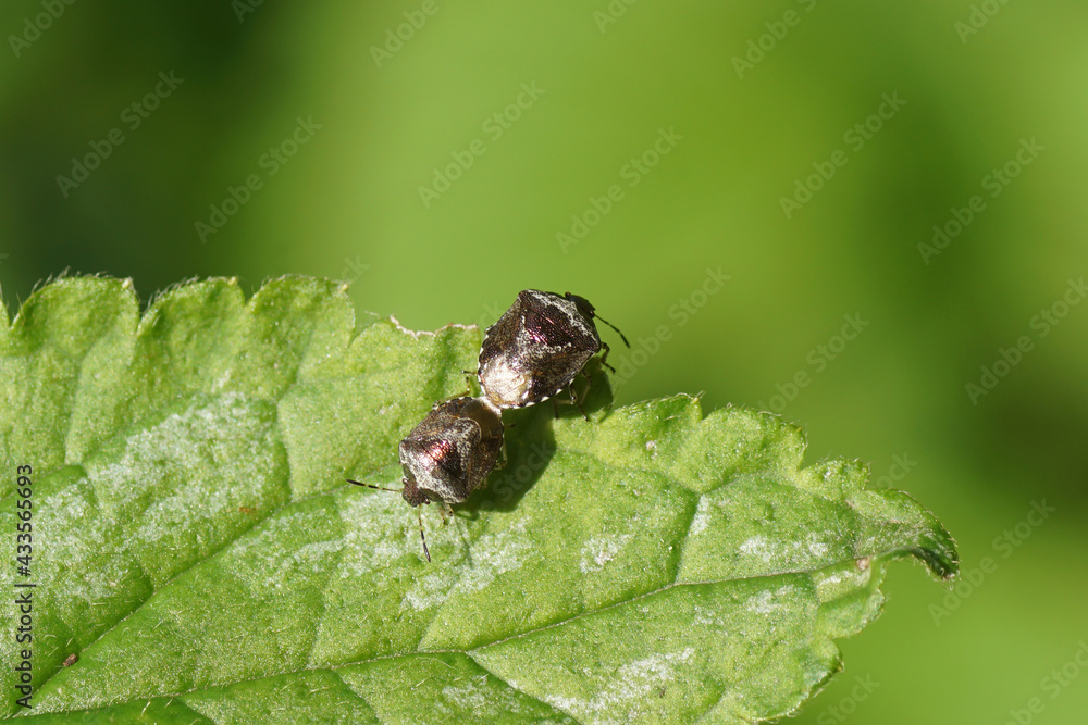 Woundwort shieldbugs (Eysarcoris venustissimus), family Pentatomidae on the leaf of Yellow Archangel (Lamiastrum galeobdolon argentatum), Mint family (Lamiaceae). Spring in a Dutch garden. May Woundwort shieldbugs (Eysarcoris venustissimus), family Pentatomidae on the leaf of Yellow Archangel (Lamiastrum galeobdolon argentatum), Mint family (Lamiaceae). Spring in a Dutch garden. May