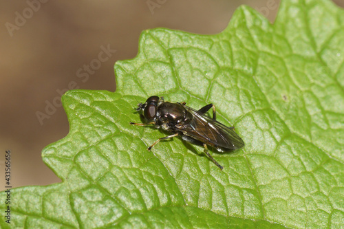 Hoverfly Xylota segnis, family Syrphidae on a leaf of garlic mustard (Alliaria petiolata) in spring in a Dutch garden. Netherlands, May