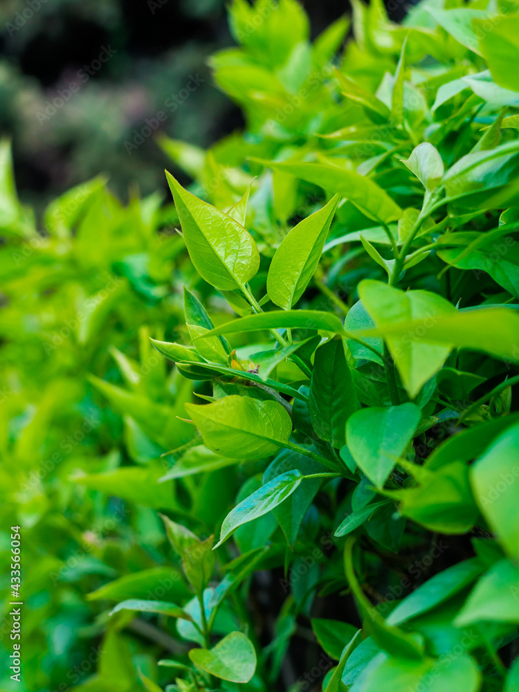 young hedge leaves in spring close-up young hedge leaves in spring close-up
