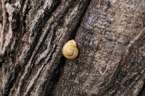 A small snail sitting on a tree trunk. Copy space.