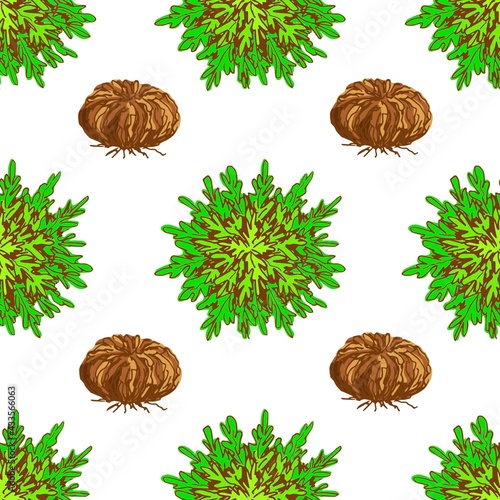 Simple colored vector seamless pattern. Desert plant spores, selaginella lepidophylla, jericho rose, resurrection flower, bright green anastatica on a white background. Packaging design, label.