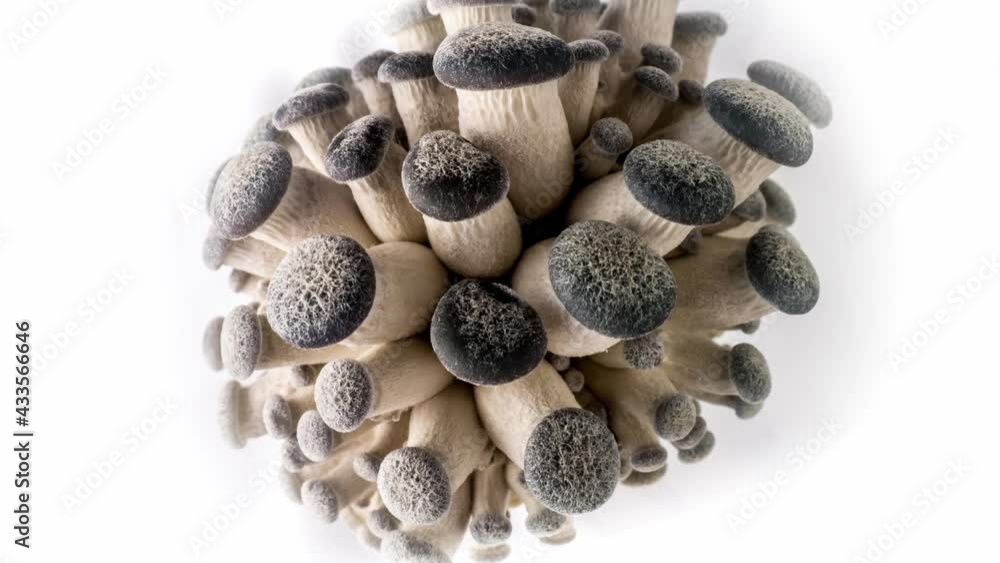 Oyster mushroom growth 4K UHD timelapse