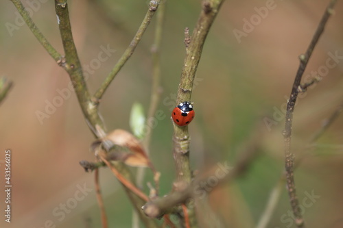 The seven-spotted ladybug sits on a bush in the sunlight during springtime. Coccinella septempunctata, Seven-spotted Lady Beetle, Seven-spotted Ladybird Beetle. Ladybug with red wings and black dots.