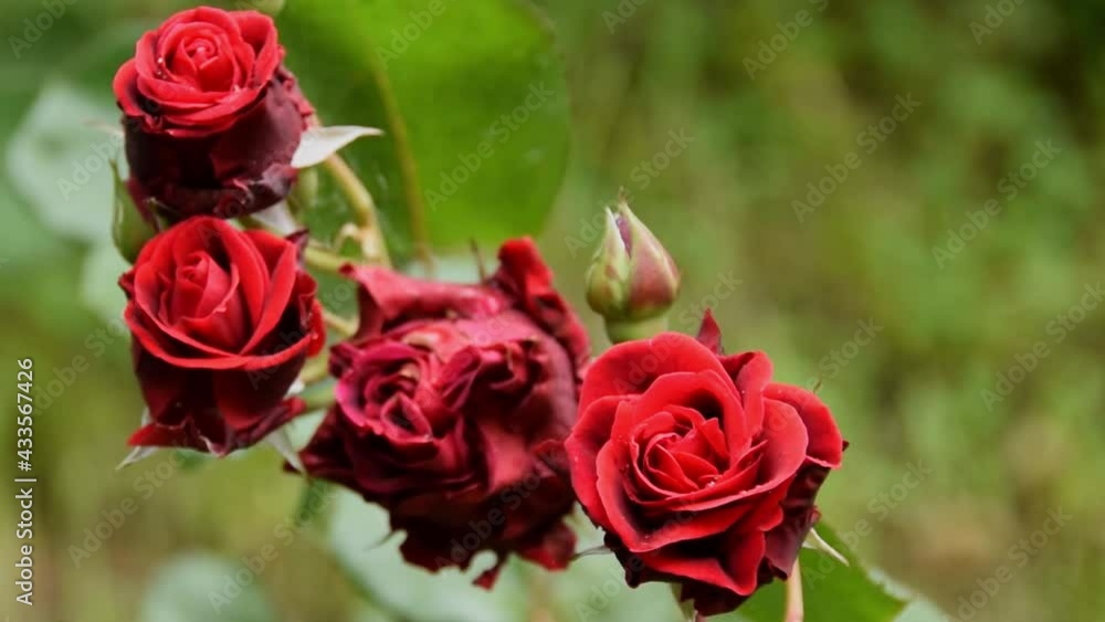 Close up of blossomed red rose, floral gardening concept
Close up of blossomed red rose, floral gardening concept