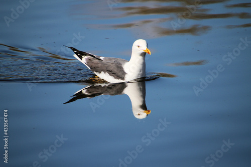 A Herring Gull on a lake in Nantwich photo