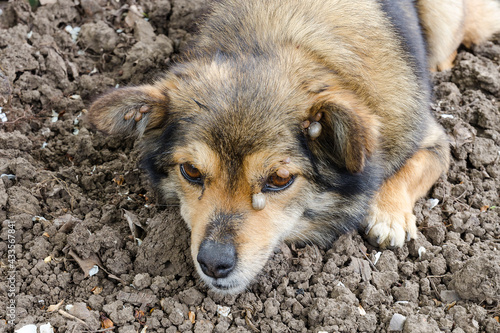 A stray dog with ticks. Lots of ticks. Rescue of animals from insects. Dangerous. Beware of infectious disease.