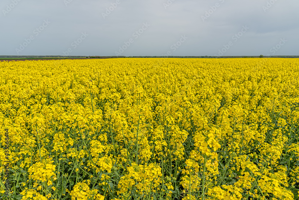 Fields with rapeseed on a sunny day. Rapeseed cultivation. Large yellow field of rape seeds