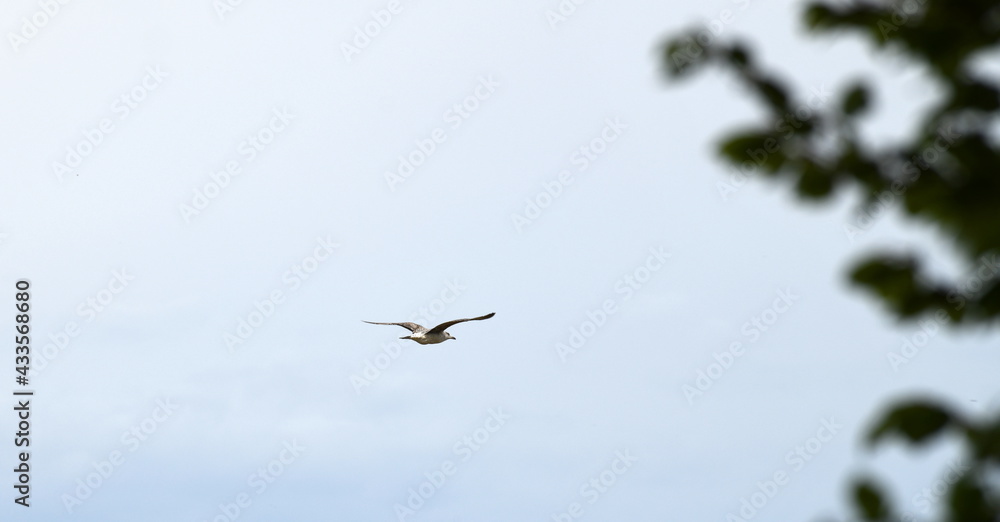 Obraz premium airplane in flight