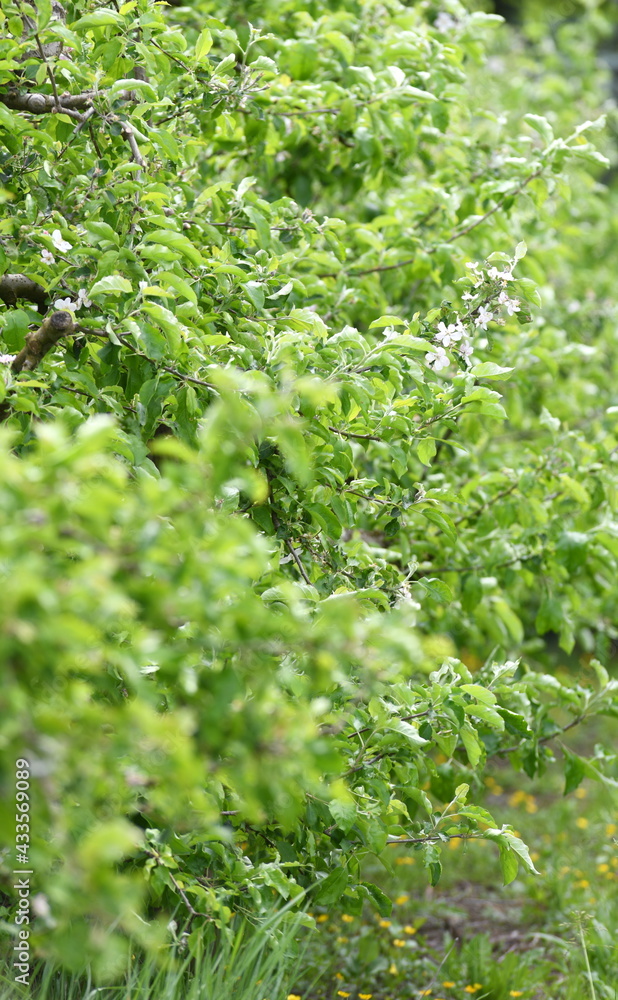 Obraz premium green moss background