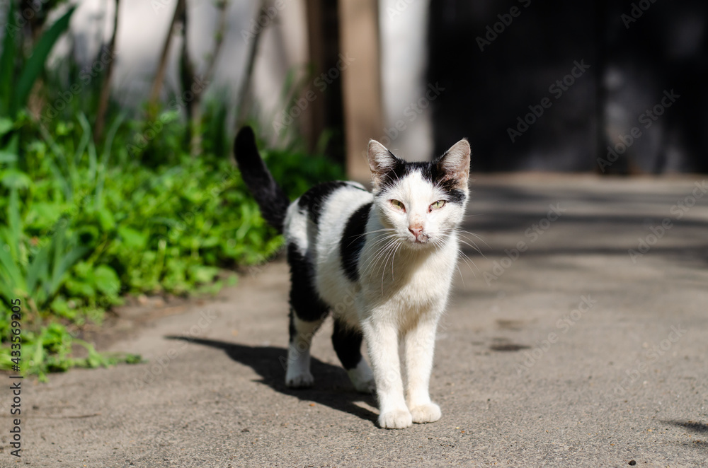 The street cat is sitting in the sun. The yard cat walks on the street. Abandoned pet.