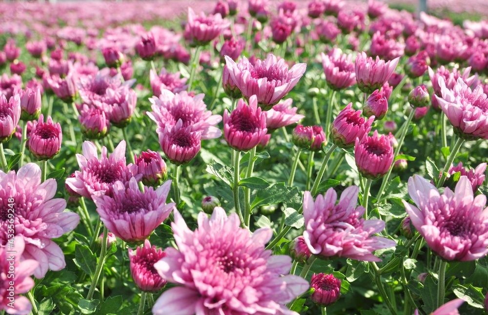 Pink chrysanthemum blooming on nature background Pink chrysanthemum blooming on nature background