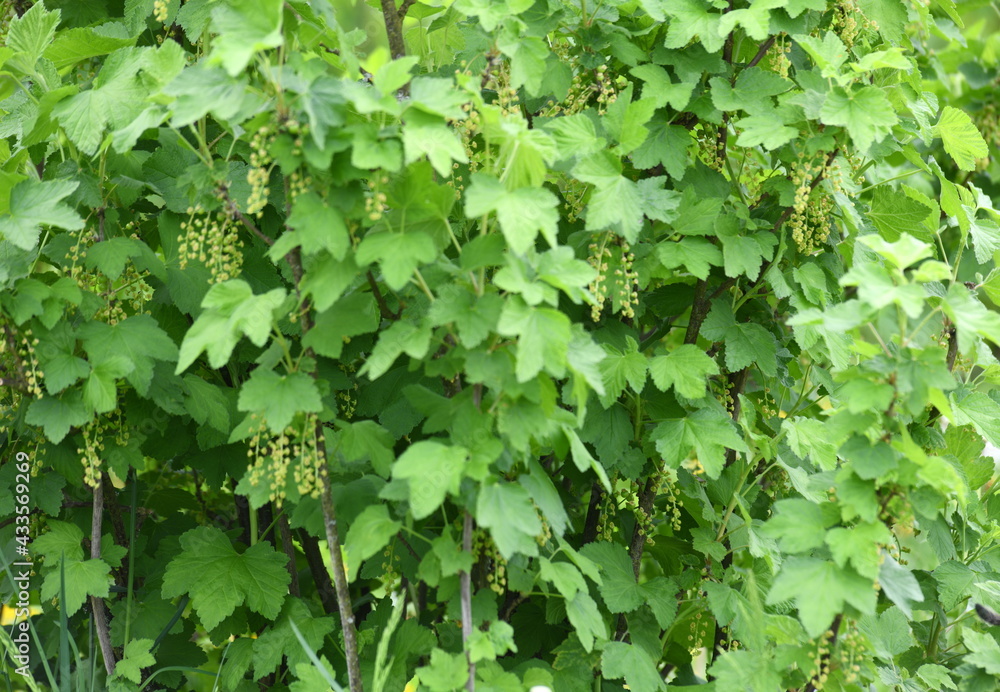 green ivy wall green ivy wall