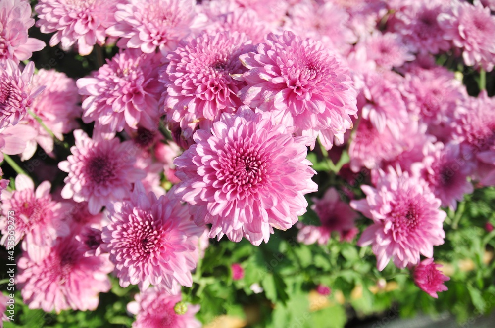 Pink chrysanthemum blooming on nature background Pink chrysanthemum blooming on nature background