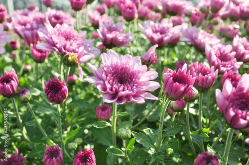 Pink chrysanthemum blooming on nature background