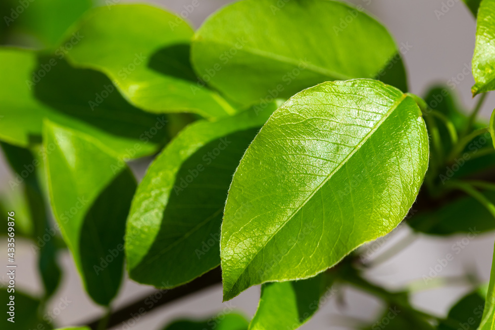 Young green apple leaves on a tree. close-up. apple leaf green background Young green apple leaves on a tree. close-up. apple leaf green background