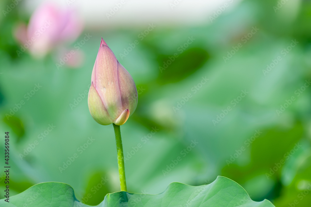 ハスの花のつぼみ ハスの花のつぼみ