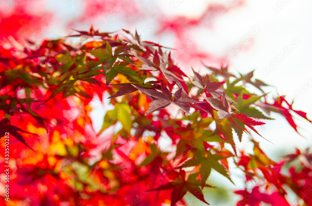 Background of red Japanese maple leaves in Japan. Background of red Japanese maple leaves in Japan.