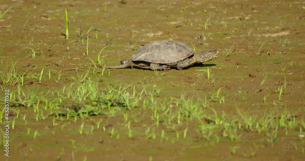 European pond turtle is walking in the dry bottom of the lake European pond turtle is walking in the dry bottom of the lake