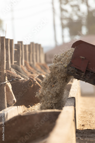 Obraz na plátně Feed truck putting feed into feeding bunk