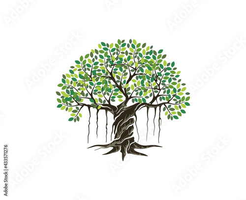 banyan tree hand drawn design photo