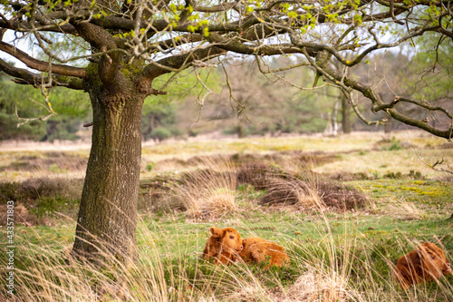 Fotografie Highlander cow grazing