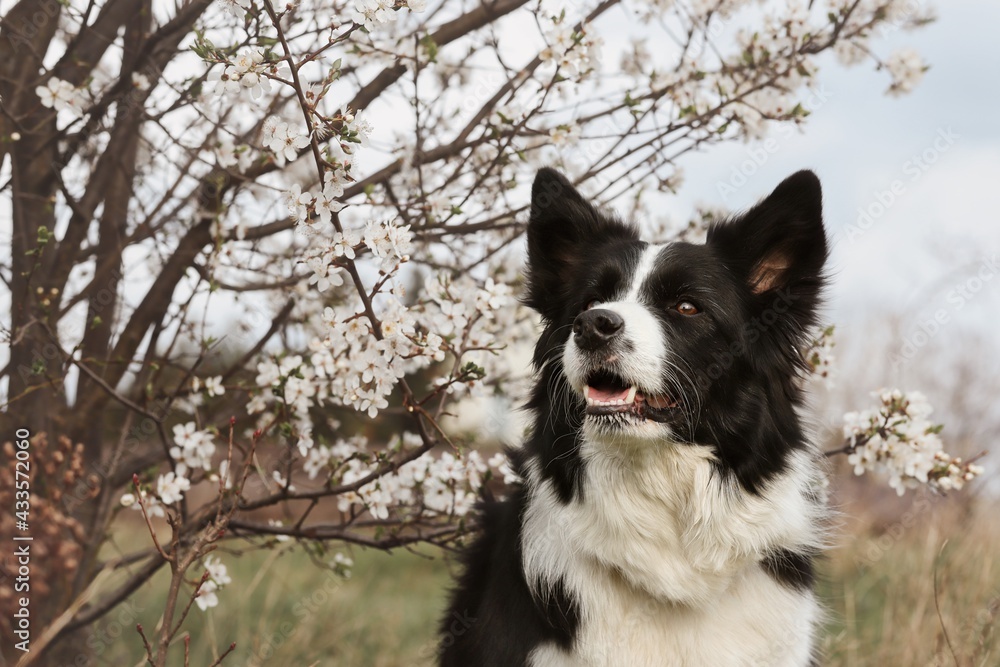 Happy Border Collie next to White Sloe Blossom Flowering Tree during Springtime. Cute Black and White Dog and Blackthorn during Spring.
