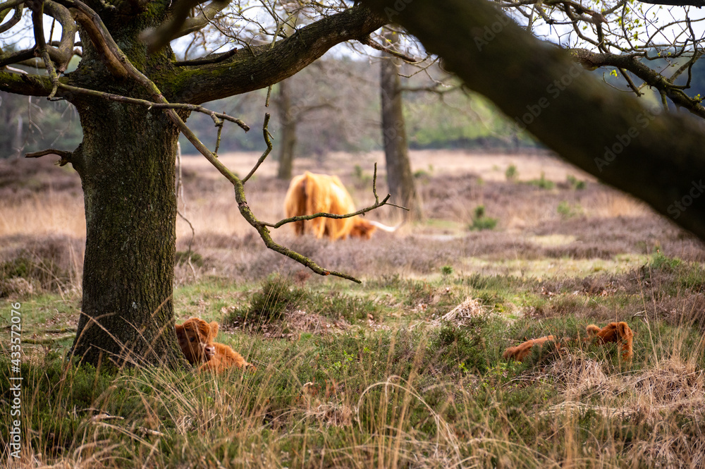 wild cow grazing in Groote zand in Drenthe. wild cow grazing in Groote zand in Drenthe.