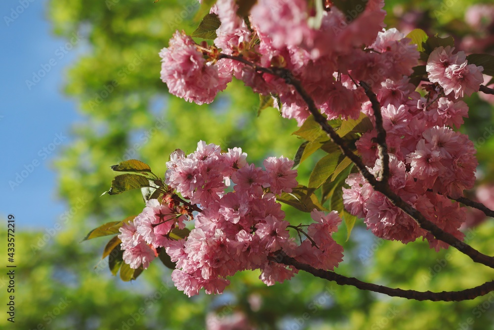 Beautiful Pink Blossoms of Prunus Serrulata in Spring Garden with Green Tree Background. Japanese Cherry Tree during Springtime. Beautiful Pink Blossoms of Prunus Serrulata in Spring Garden with Green Tree Background. Japanese Cherry Tree during Springtime.