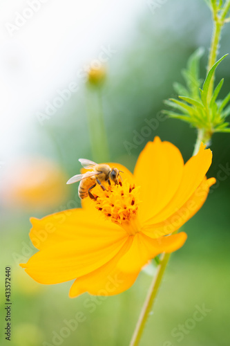 コスモスの花と蜂