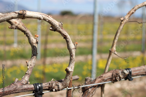 Vine plants with fresh new buds on springtime on a sunny day. Close-up of Vitis vinifera