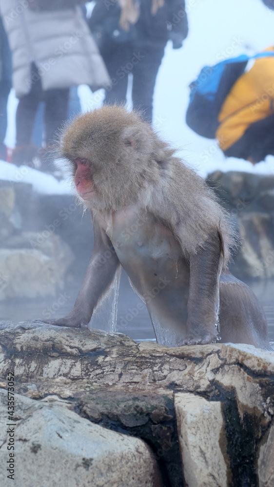 Snow monkey soak in hot springs in Japan