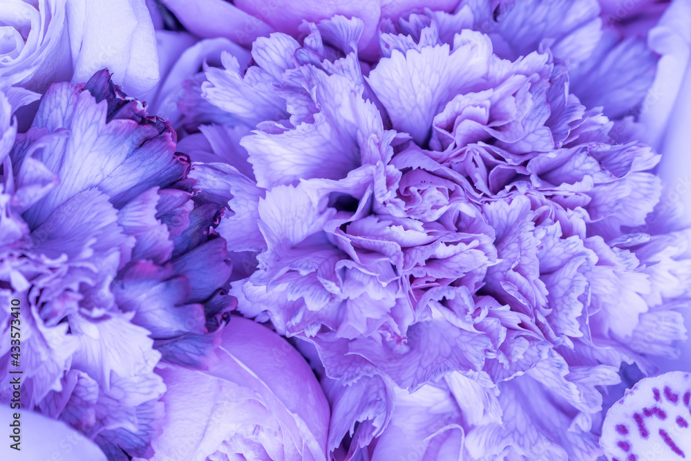 Abstract floral background, blue carnation flower petals. Macro flowers backdrop for holiday brand design.