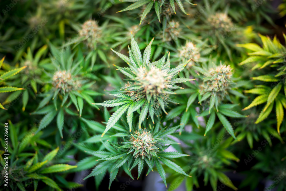 THC boosted Cannabis plant growing in indoor LED farm greenhouse, ready to be harvest THC boosted Cannabis plant growing in indoor LED farm greenhouse, ready to be harvest