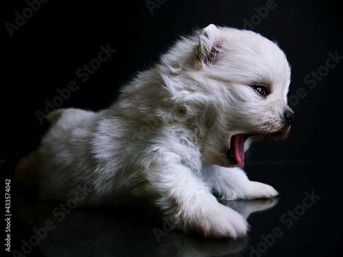 White mini Pomeranian Puppy  © Renata