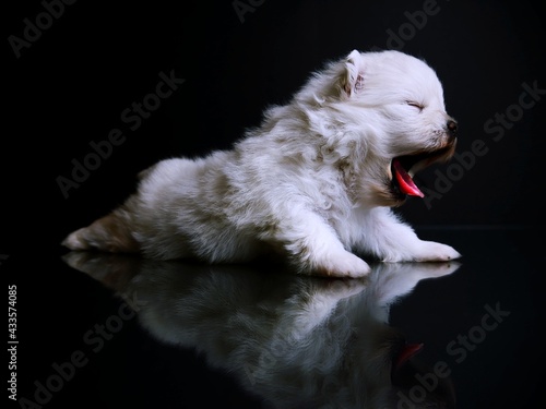 white Pomeranian mini puppy sleepy © Renata