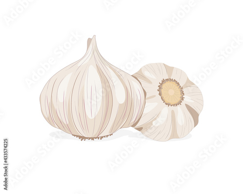 Isolated garlic whole object on white background. Food ingredient realistic drawing vector illustration. Close up vector garlic.
