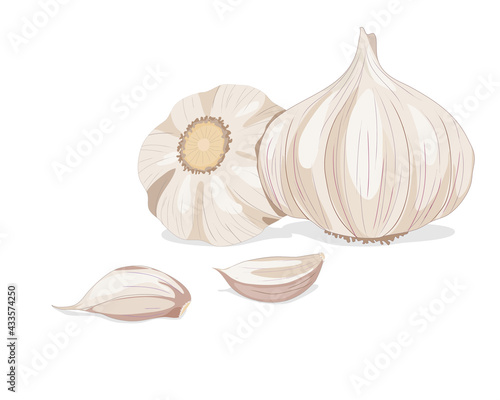 Isolated garlic whole object and some portion on white background. Food ingredient realistic drawing vector illustration. Close up vector garlic.