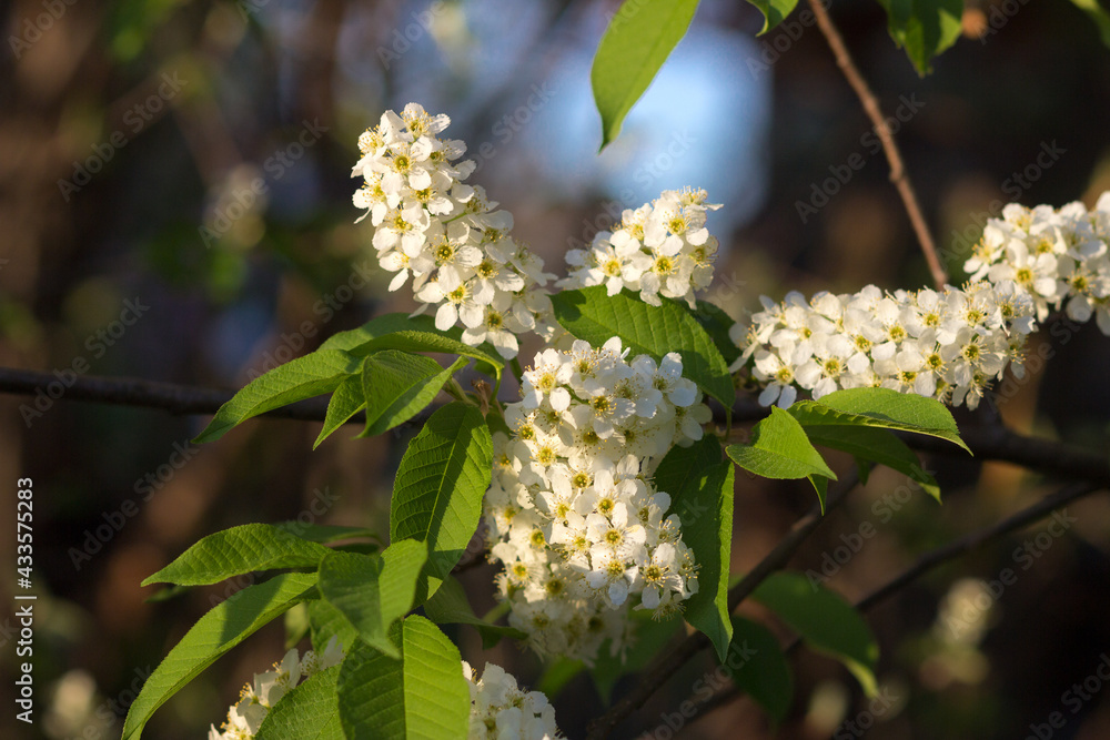 flowers on a branch flowers on a branch