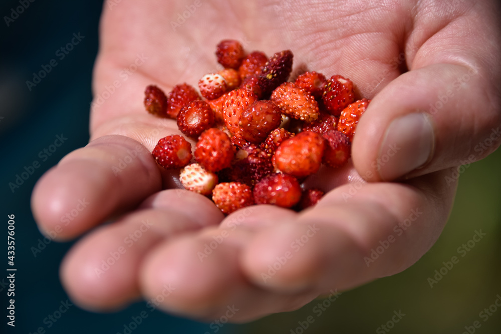 Handful of wild strawberries Handful of wild strawberries