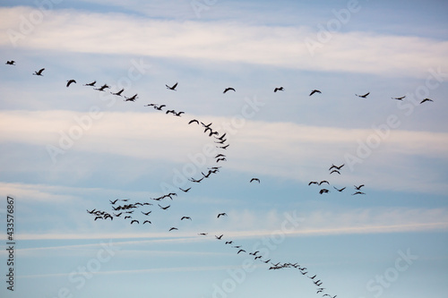 Large flock of cranes flying in blue spring sky. Bird migration time..