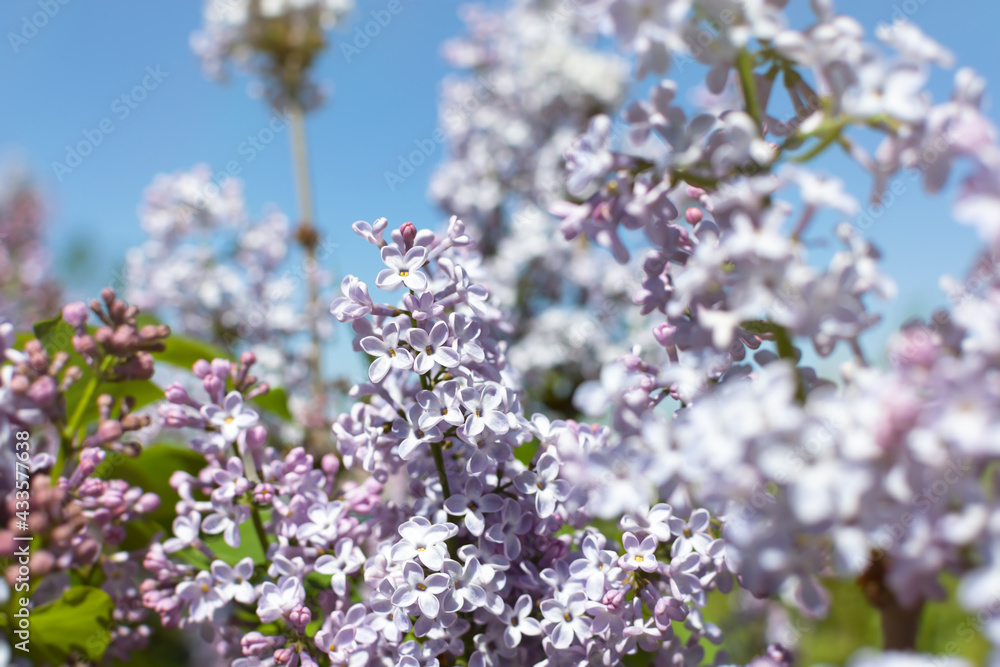 Beautiful lilac blooms in the spring in the garden. Soft purple floral background in the warm rays of the sun. The concept of spring, romance, and lightness. A sprig of lilac in selective focus Beautiful lilac blooms in the spring in the garden. Soft purple floral background in the warm rays of the sun. The concept of spring, romance, and lightness. A sprig of lilac in selective focus