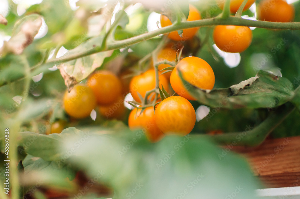 Lots of yellow cherry tomatoes in the greenhouse. Mini tomatoes. Bunches of tasty and juicy tomatoes in the garden. Photo of growing healthy organic tomatoes in your garden.