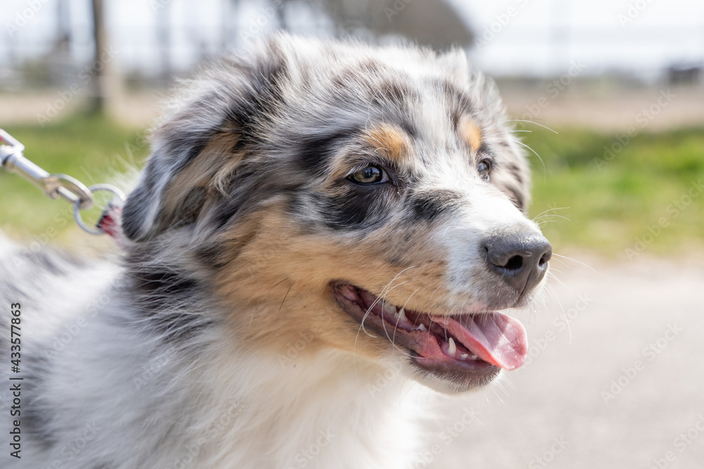 Australian Shepherd Dog puppy head, The tricolor dog has tongue sticking out of its mouth. seen from the front side