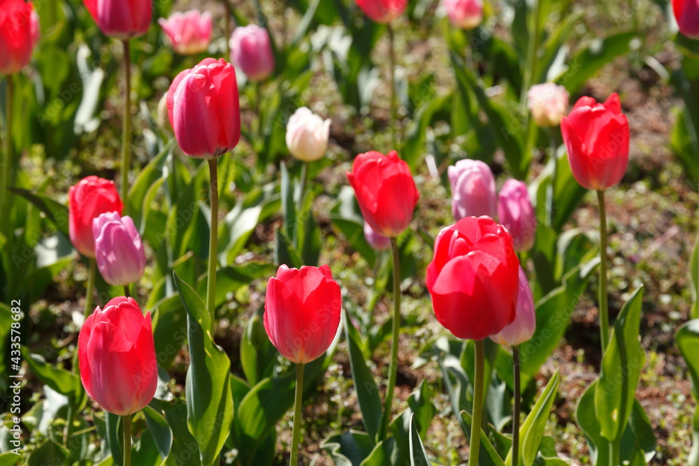 bunt blühendeTulpen, (Tulipa), Blumenbeet, Deutschland bunt blühendeTulpen, (Tulipa), Blumenbeet, Deutschland