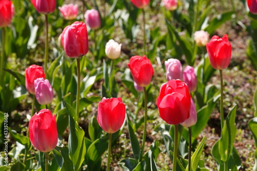 bunt bl  hendeTulpen    Tulipa   Blumenbeet  Deutschland
