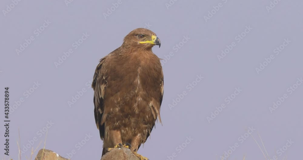 Endangered Steppe Eagle Sitting On A Rock In Middle Of Field. - close up Endangered Steppe Eagle Sitting On A Rock In Middle Of Field. - close up