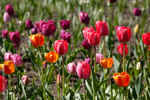 bunt bl  hendeTulpen    Tulipa   Blumenbeet  Deutschland