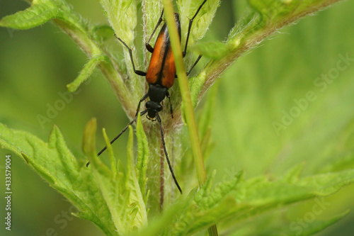 Closeup of a brown flower longhorn beetle Stenurella melanura on a plant photo