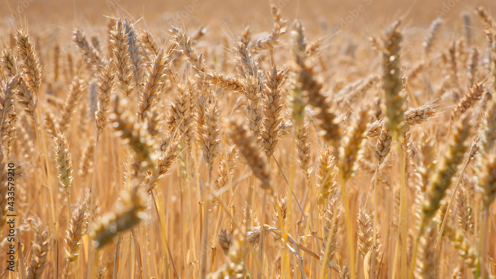 Fototapeta premium spikelets of golden wheat in the field. Ripe big golden ears of wheat on a yellow background of the field. nature. The idea of a rich summer harvest, agriculture, agro-industrial complex for food.