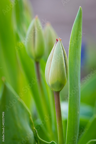 tulip bud. The closed bud of a red tulip  close-up. two tulips. the concept of growing flowers. ready to open when spring comes. festive spring background. flowers in the flowerbed  field tulips. text